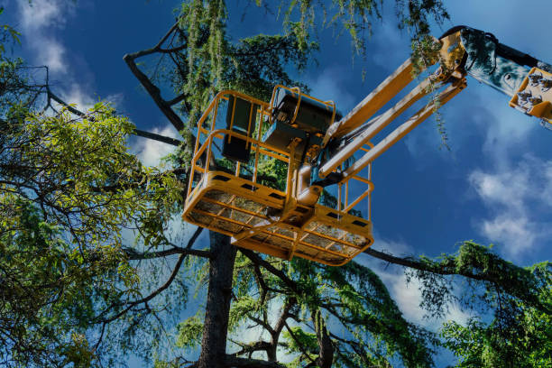 Reliable Penndel, PA Tree Services Solutions